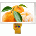 TTL70G-8004800W-2 TFT LCD TTL70G-8004800W-2 TFT LCD